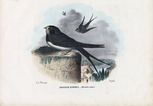 Barn Swallow by Raimundo Petraroja